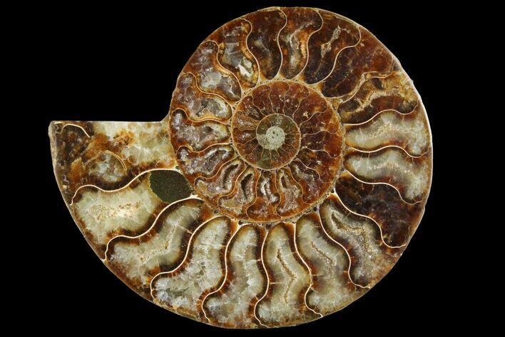 Agatized Ammonite Fossil (Half) - Crystal Chambers #111488
